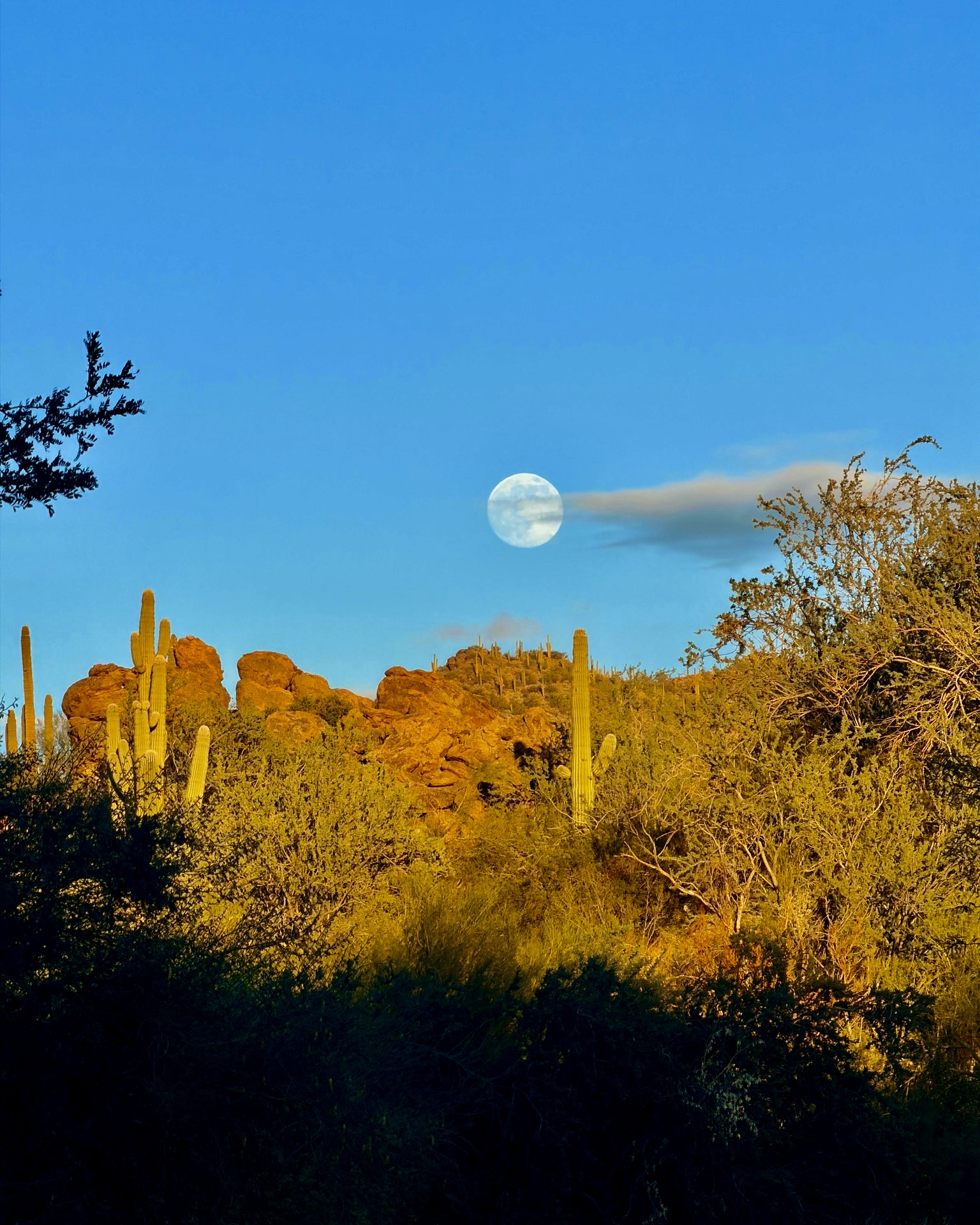 Moon rising over saguaro cacti